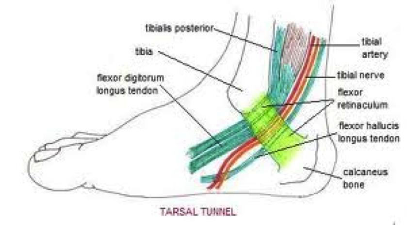The medial border of the foot is supplied by the sephanous nerve and lateral border of the foot by the sural nerve.