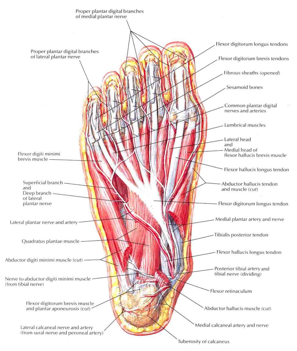 Posterior Tibial Nerve: a.