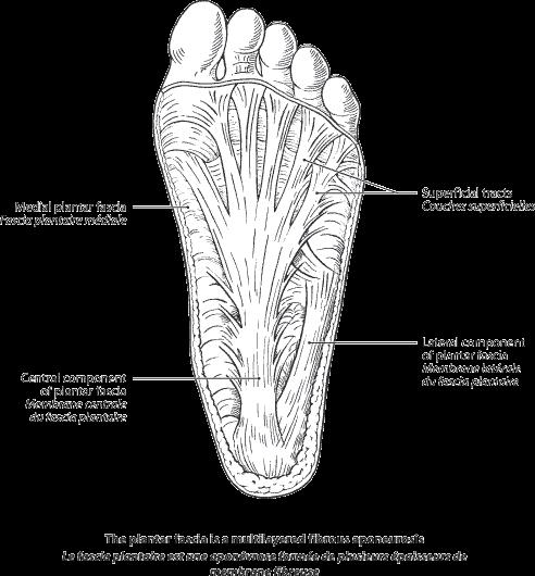 The plantar fascia is made up of predominantly longitudinally oriented collagen fibers.