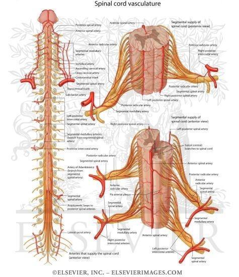 SCI: Spinal Cord Perfusion