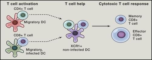 Different dendritic cells prime helper T