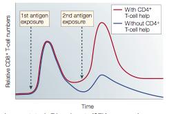 Primary CD8 + cell response does not require CD4 + T cell