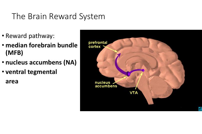 Reminder: The brain s reward system must be functional in order to benefit from operant conditioning.
