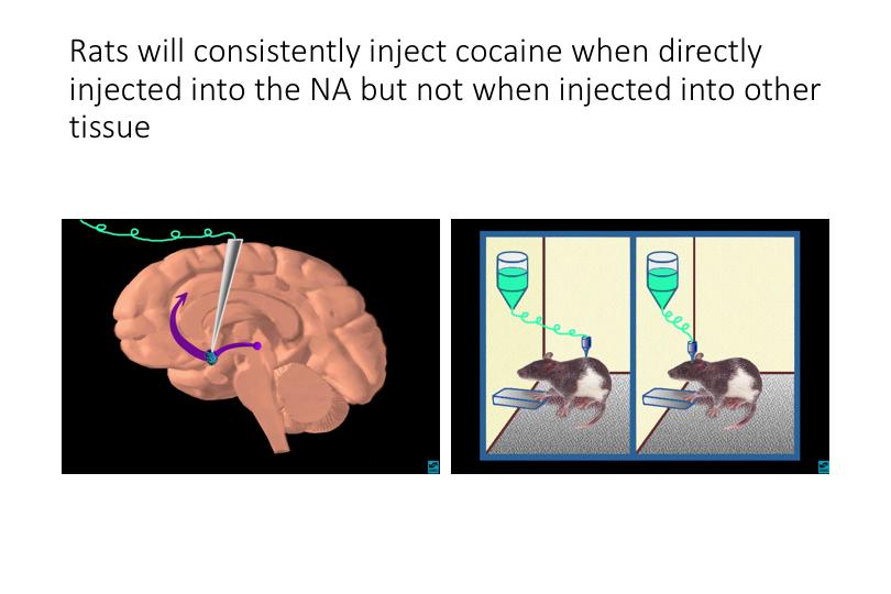 Cocaine directly affects dopamine levels.