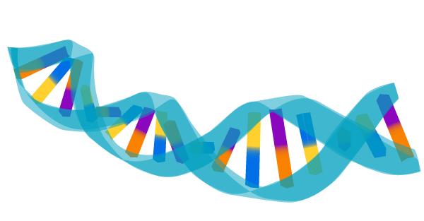 gene A segment of DNA nucleotides that codes for a specific protein to be