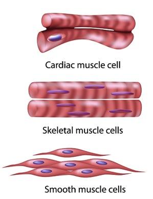 muscle cells A specialized animal cell that is found in