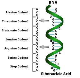 Ribonucleic Acid (RNA) The biomolecule classified as a nucleic acid