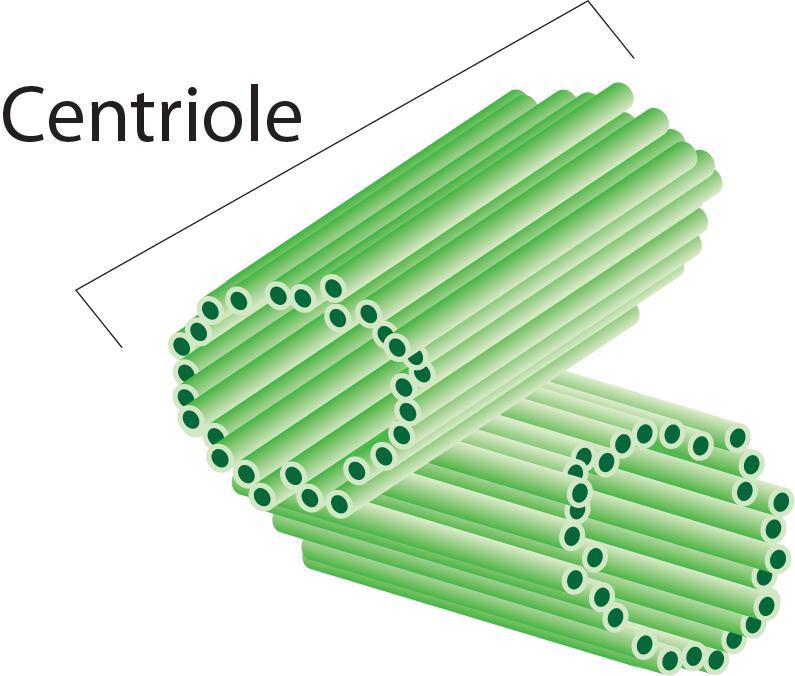 centriole A cylindrical organelle used by