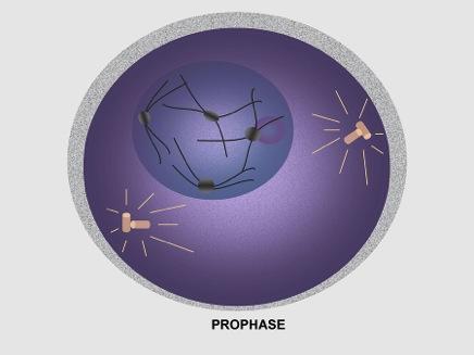 prophase The first phase of mitosis in which chromosomes condense becoming visible, the nuclear