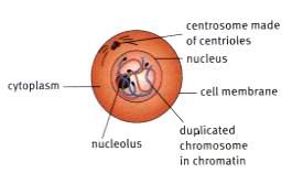 o Cytokinesis: is the division of the cytoplasm To make it easier to