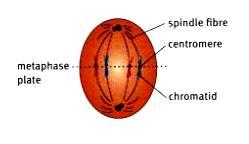 Fibres form between the centrosomes to form spindle fibres.