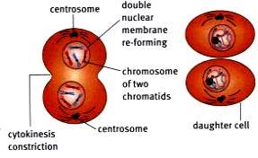 chromosome) is pulled to opposite sides (poles)