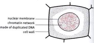 A nuclear membrane and nucleolus form in each