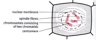 Prophase: Spindle fibres form between the poles of the cells, without the use of