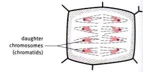 centromere. Anaphase: The centromere splits.