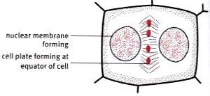 Telophase: Cytokinesis starts by a cell plate (cell wall) forming at the equator. The chromosomes unwind and lengthen to form a chromatin network.