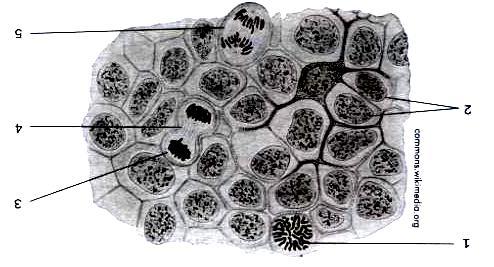 Question 3 The micrograph below shows some tissue undergoing mitosis. Study the micrograph above and answer the following questions. a.) Name one place in all animals where you would expect to find the above tissue.