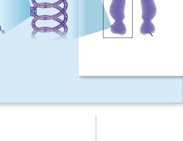DNA wraps around histones at regular intervals, similar to beads on a string. Parts of the histones interact with each other, further compacting the DNA.