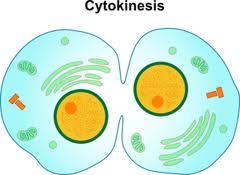 Cytokinesis Key information: - cyto = cell kinesis = movement -