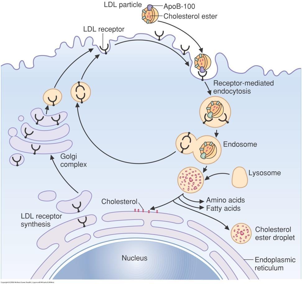 Receptor-Mediated Endocytosis of Lipoproteins LDL receptor are located at coated pits, which also contain clathrin Vesicles fuse with lysosome where
