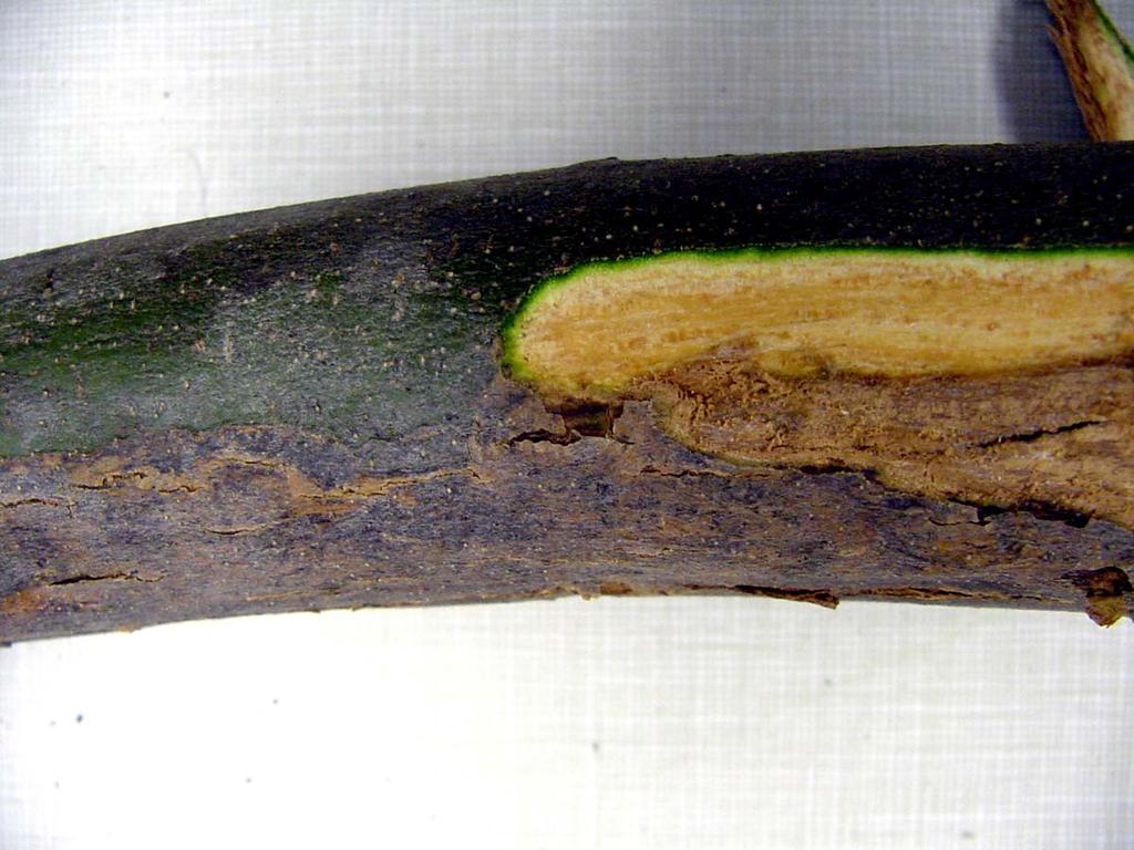 Figure 5. Margin of affected and healthy cambium tissue.