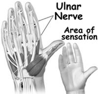 and ulnar ½ of 4 th finger