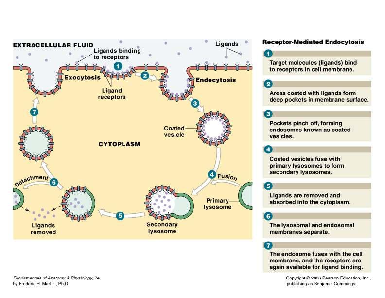 Receptor-Mediated Endocytosis Pinocytosis Pinocytosis (cell