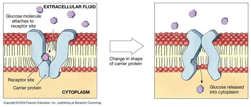 Facilitated Diffusion is passive transport with a carrier How Facilitated Diffusion Works Carrier proteins transport molecules too large to fit through channel proteins (glucose, amino acids):
