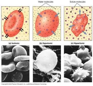 Effect of Membrane Permeability on Diffusion and Osmosis Osmosis in cells Figure 3.8b Osmosis Isotonic cell ok Hypotonic Swelling or hemolysis (burst).