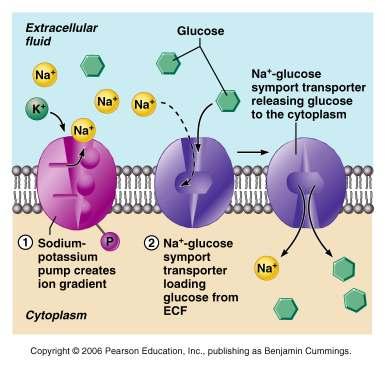 Secondary Active Transport Example: Na+/glucose symporter Na+ Cytoplasm Cell ATP P ADP Phosphorylation causes the protein to change its shape.