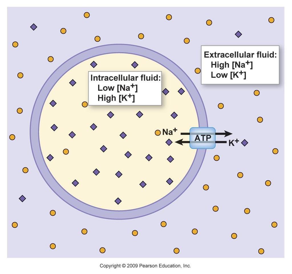 Molecules move across the cell membrane from a lower concentrated area to a higher concentrated area.