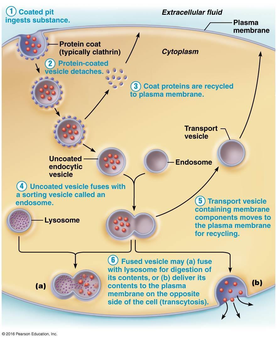 Endocytosis: allows large molecule that cannot be transported by other methods to enter the cell by membrane vesicles.