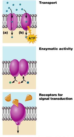 Functions of Membrane Proteins Transport
