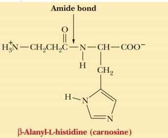 2- The exception is that the amino group of alanine is linked to carbon instead of α.