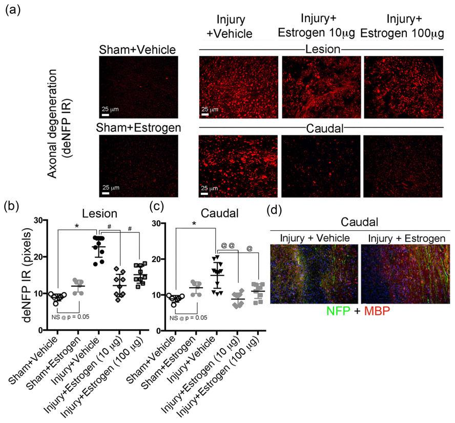 Samantaray et al. Page 20 Fig. 3. Low dose estrogen therapy reduces axonal degeneration and preserves axons following chronic SCI.