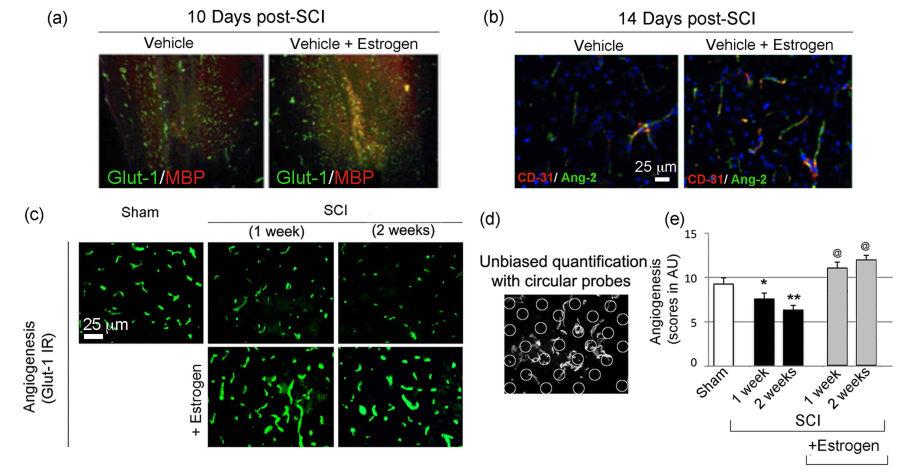 Samantaray et al. Page 23 Fig. 5. Low dose estrogen therapy increases angiogenesis and microvessel growth following SCI.