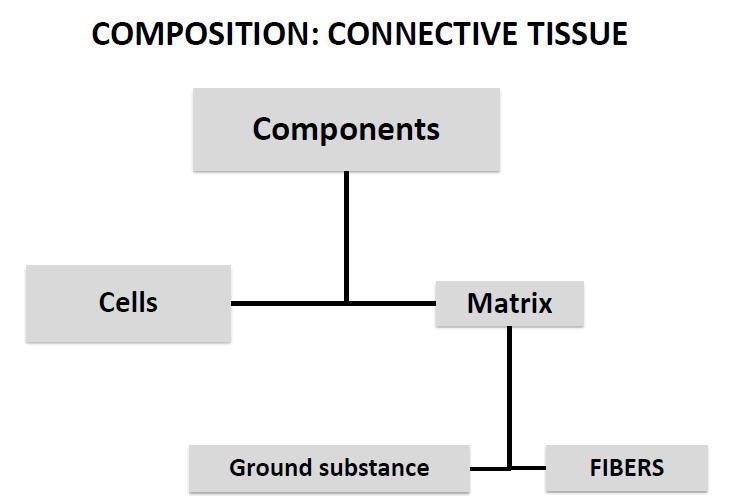 Connective tissues Connective tissue provides structural support for