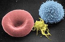 Platelets Biconvex discs which contain no nucleus but have cellular