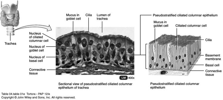 Covering and Lining Epithelium Stratified Epithelium Two or more layers of cells Specific kind of stratified epithelium depends on the shape of cells in the apical