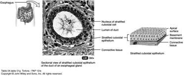 Stratified Cuboidal Epithelium Fairly rare type of epithelium Apical layers are