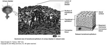 urinary system Variable appearance In relaxed state, cells appear cuboidal Upon
