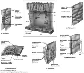 4 Types of Tissues Epithelial Covers body surfaces and lines hollow organs, body cavities, duct, and forms glands Connective Protects, supports, and binds organs.