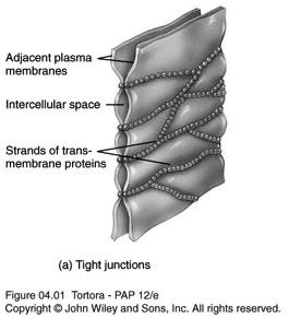 nerve impulses Cell Junctions Contact points between the plasma membranes of tissue cells 5 most common types: Tight junctions Adherens junctions Desmosomes Hemidesmosomes Gap junctions Tight