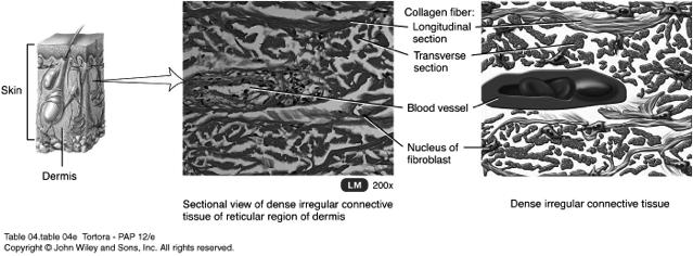 Connective Tissue: Dense Irregular Connective Tissue Collagen fibers are usually