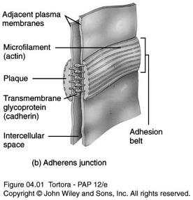 Adherens Junctions Dense layer of proteins called plaque Resist separation of cells during contractile activities Located inside of the plasma membrane