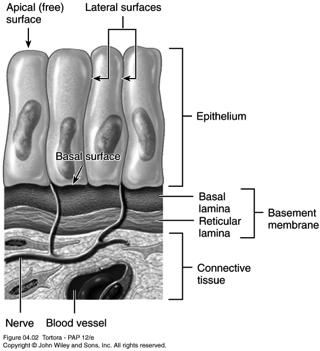 Epithelial Cells Epithelial Tissues Own nerve supply Avascular or lacks its own blood supply Blood vessels in the connective tissue bring