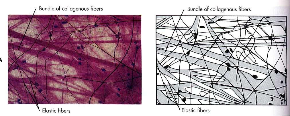 Binding Tissue Function: Binds organ parts
