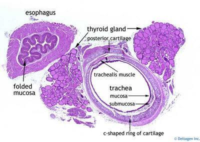surfaces form epithelial tissue.