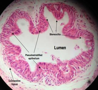 Epithelial tissue often line a lumen, or an empty inner body cavity.