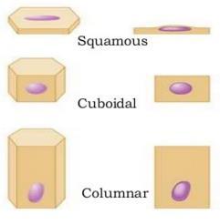 Epithelial cells are also classified by shape: Squamous